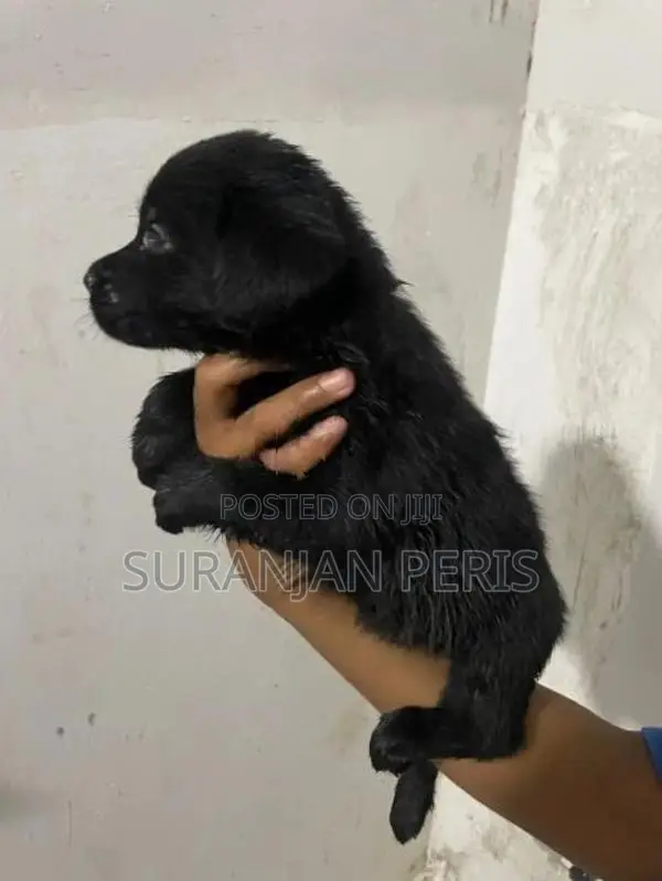 Labrador Puppies