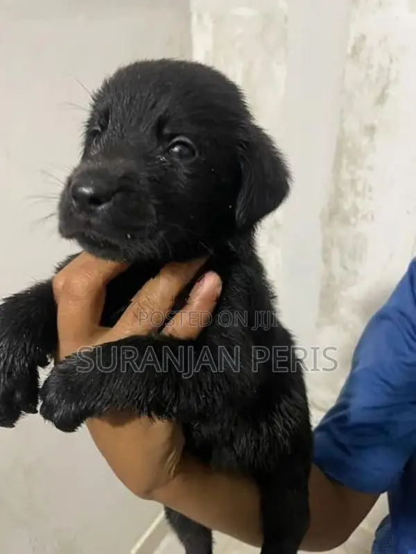 Labrador Puppies
