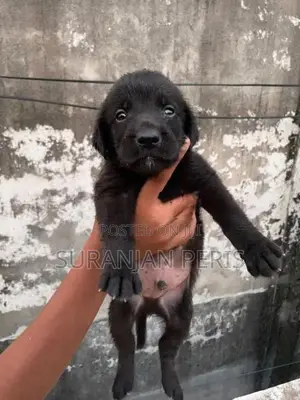 Labrador Puppies
