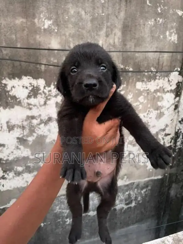 Labrador Puppies