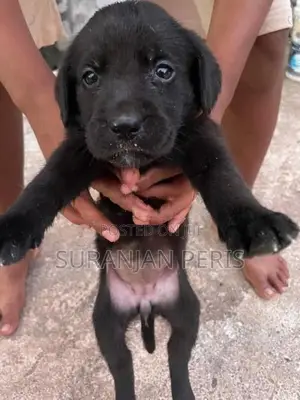 Labrador Puppies