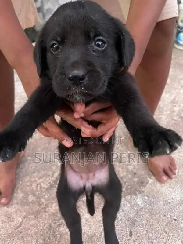 Labrador Puppies
