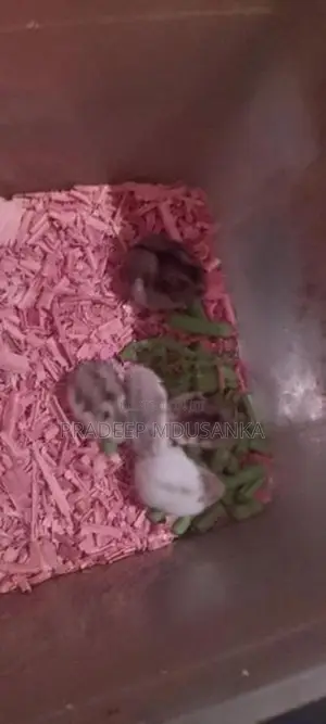 Dwarf Hamster