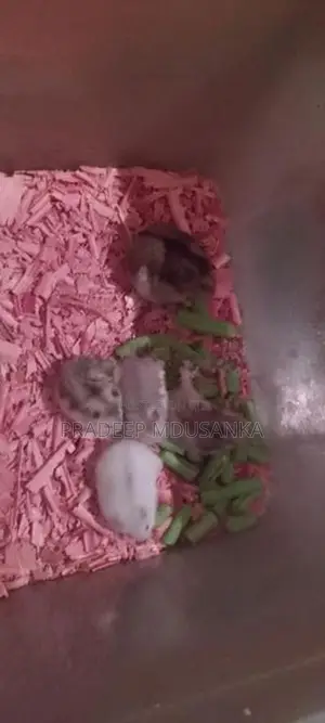 Dwarf Hamster