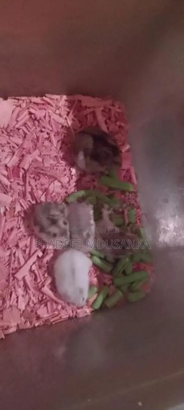 Dwarf Hamster