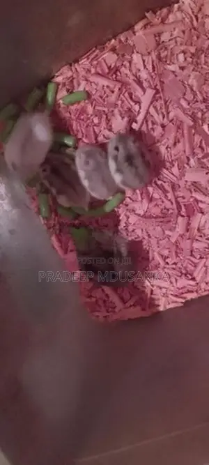 Dwarf Hamster