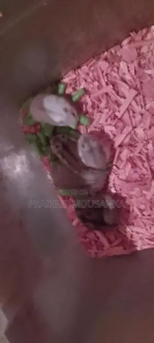 Dwarf Hamster