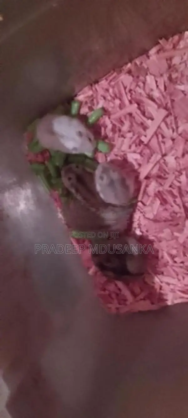 Dwarf Hamster