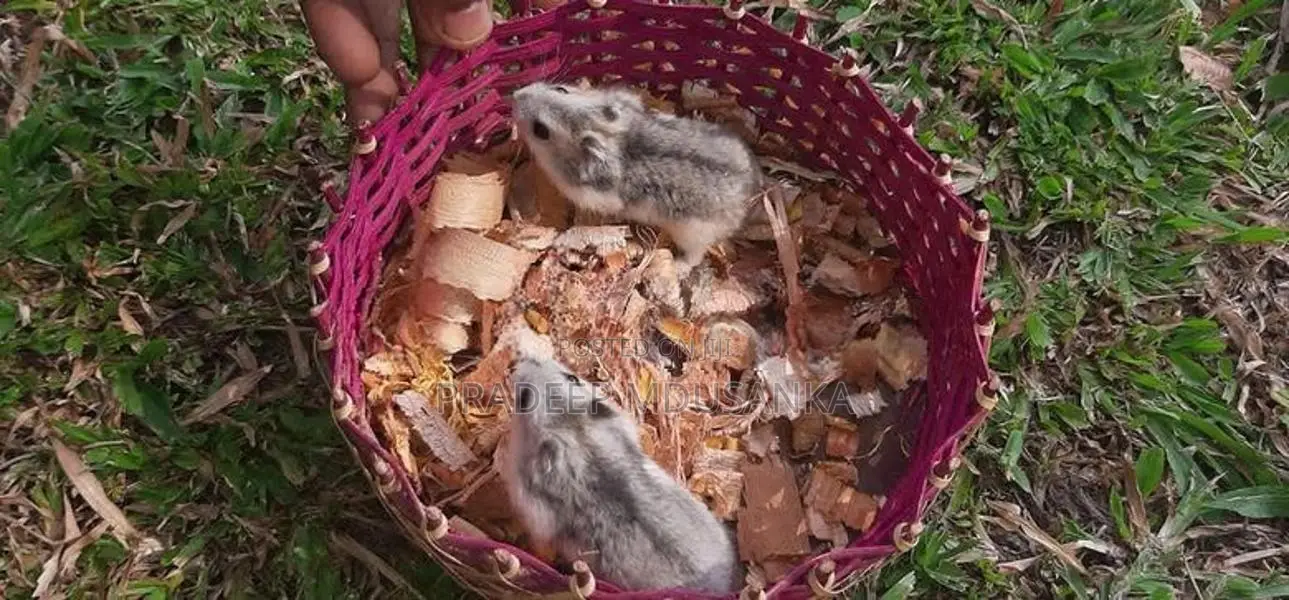 Dwarf Hamster