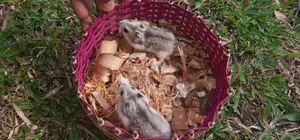 Dwarf Hamster
