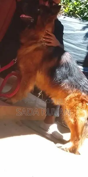 German Shepherd Long Coat Dog