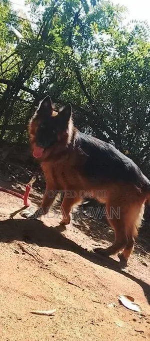 German Shepherd Long Coat Dog