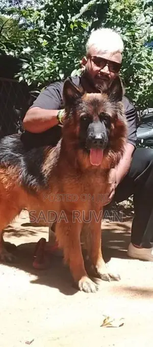 German Shepherd Long Coat Dog