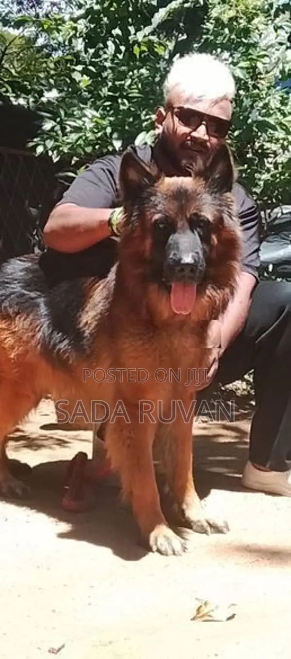 German Shepherd Long Coat Dog