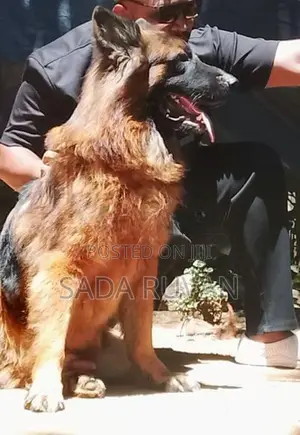 German Shepherd Long Coat Dog