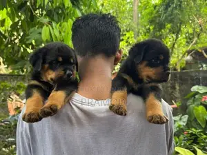Rottweiler Puppies