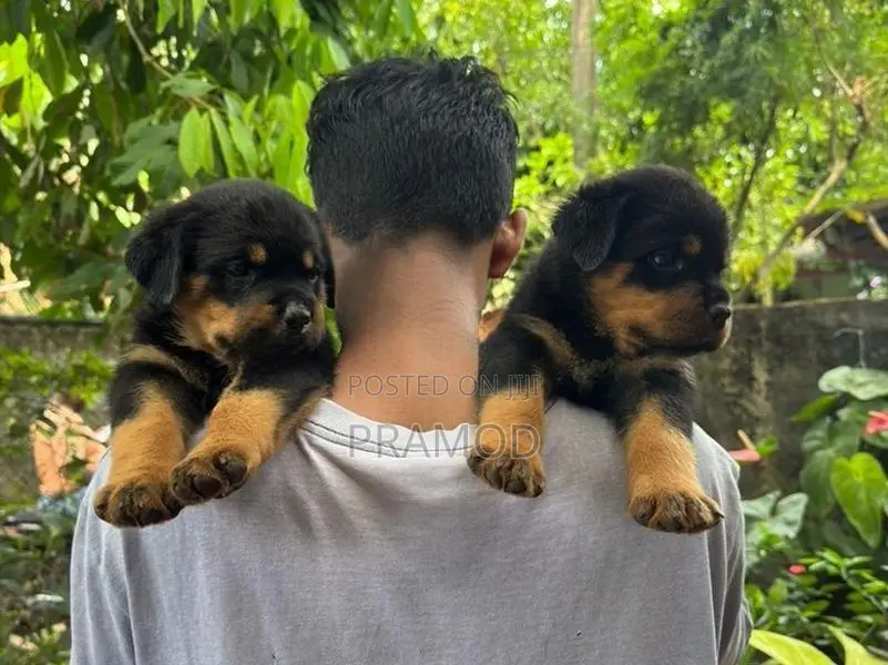 Rottweiler Puppies