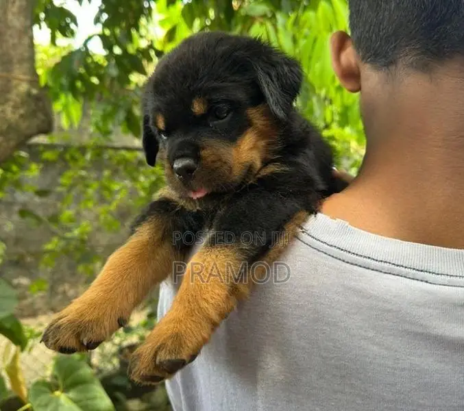 Rottweiler Puppies