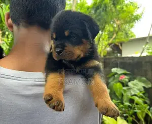 Rottweiler Puppies