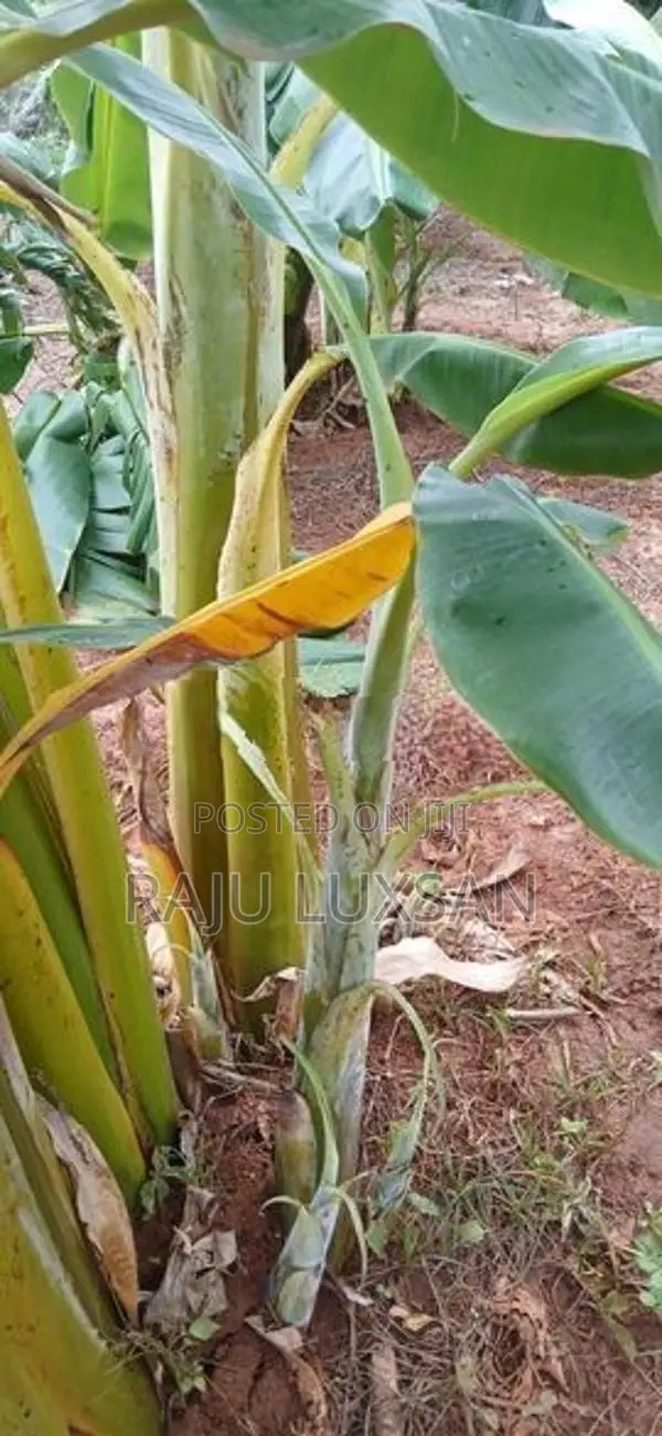 மொந்தன் வாழை குட்டி