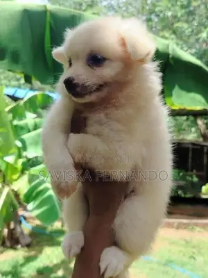 Lion Pomaneriyan