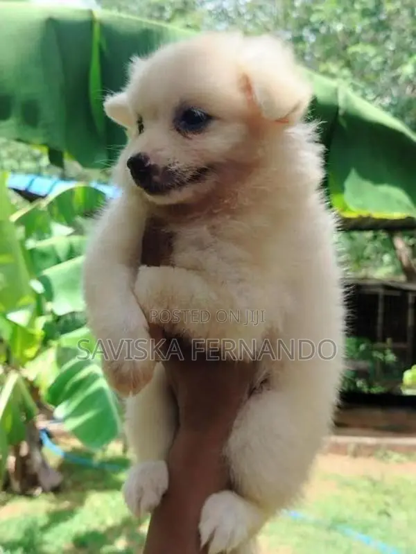 Lion Pomaneriyan