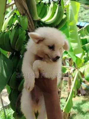 Lion Pomaneriyan