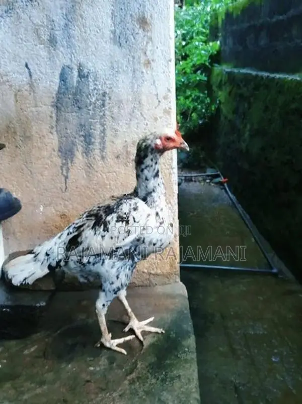 Shamo Rosters Hen