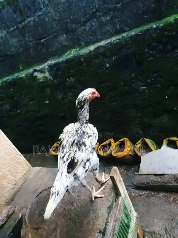 Shamo Rosters Hen