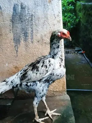 Shamo Rosters Hen