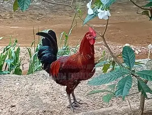 02 Country Roosters
