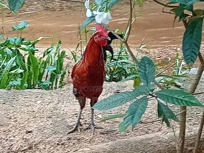 02 Country Roosters