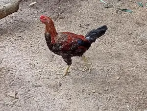 02 Country Roosters