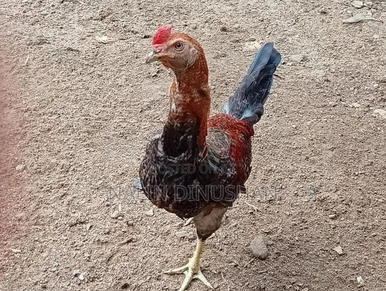 02 Country Roosters
