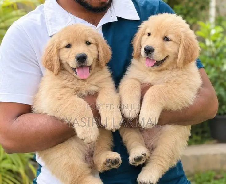 Golden Retriever Puppies