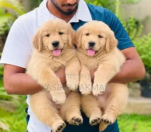 Golden Retriever Puppies