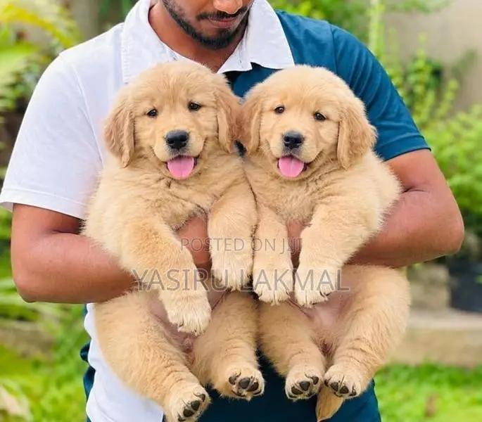 Golden Retriever Puppies