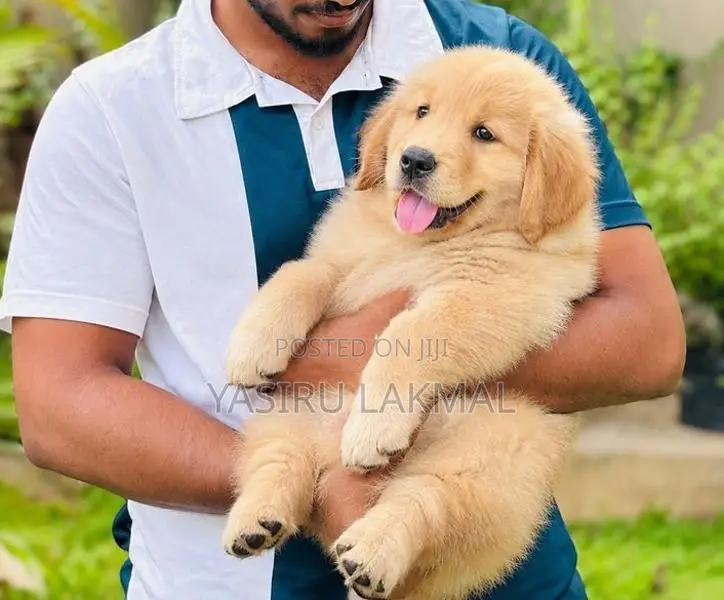 Golden Retriever Puppies