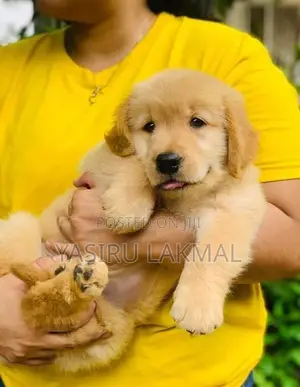 Golden Retriever Puppies