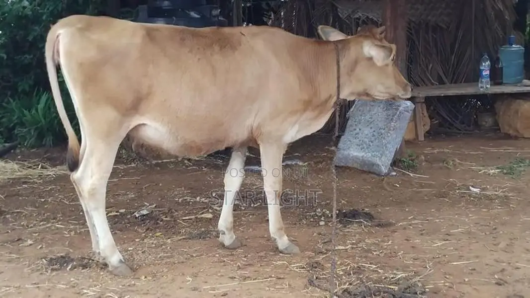 Farm Cow