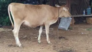 Farm Cow