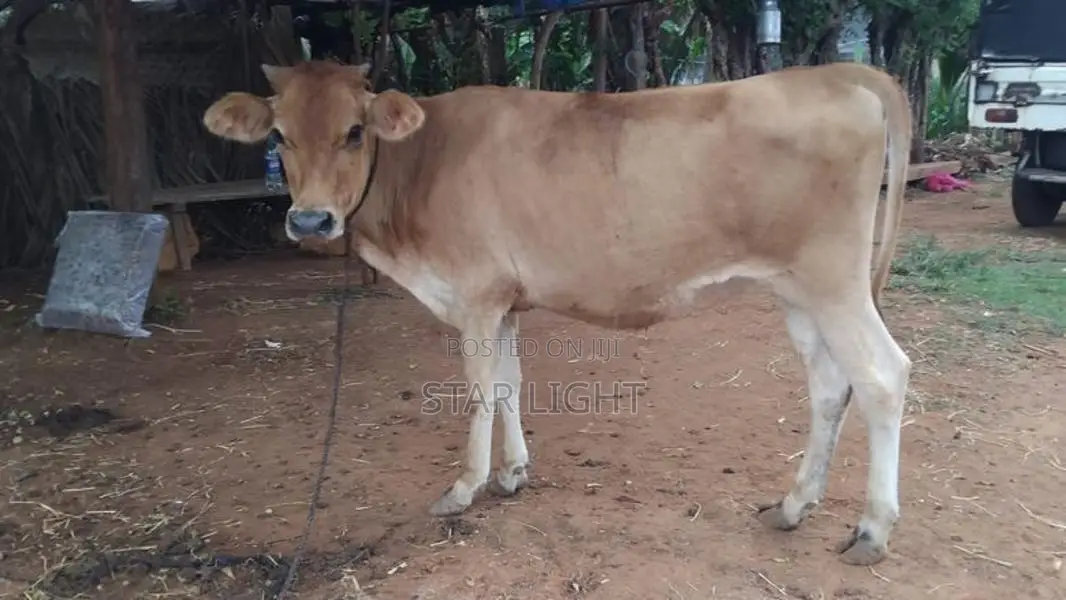 Farm Cow