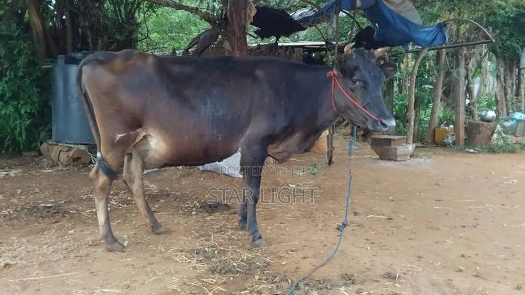Farm Cow