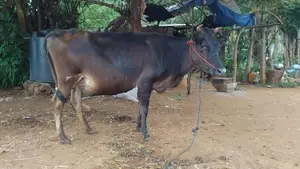 Farm Cow
