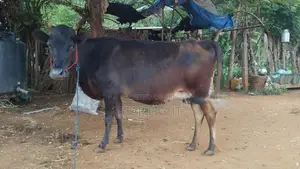 Farm Cow