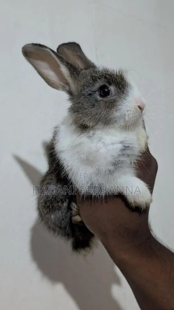 Rabbit