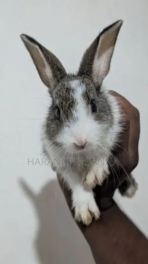 Rabbit