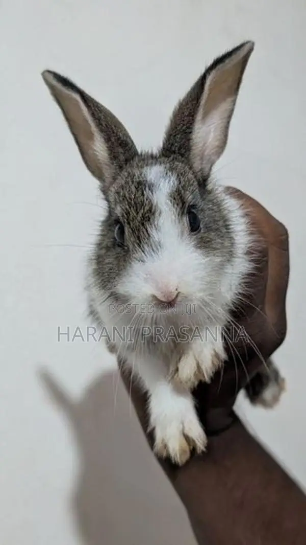 Rabbit