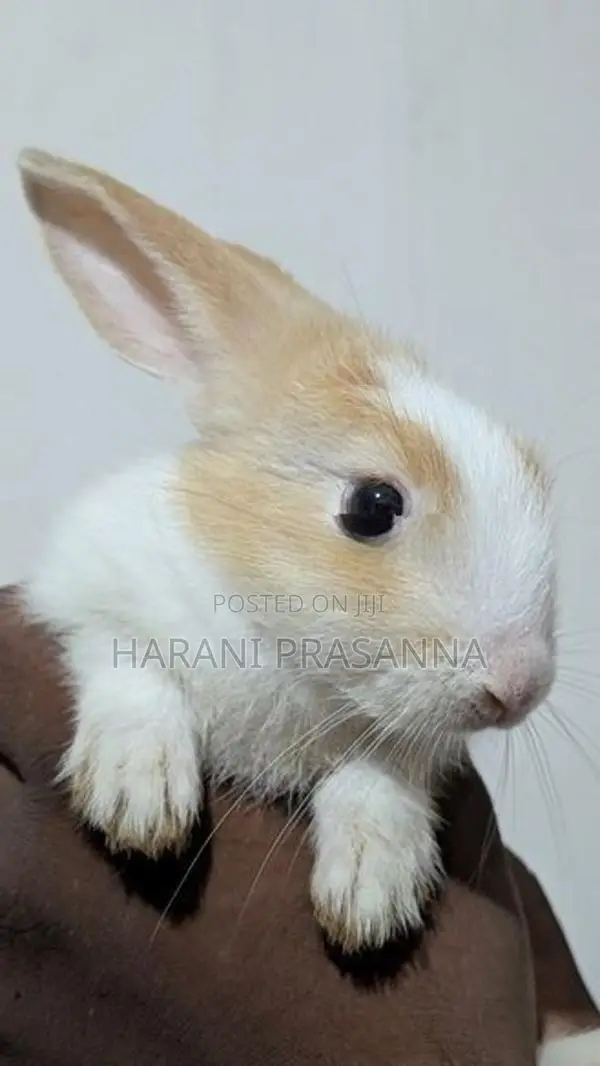 Rabbit