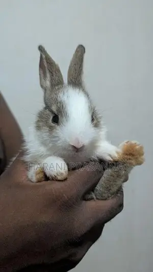 Rabbit